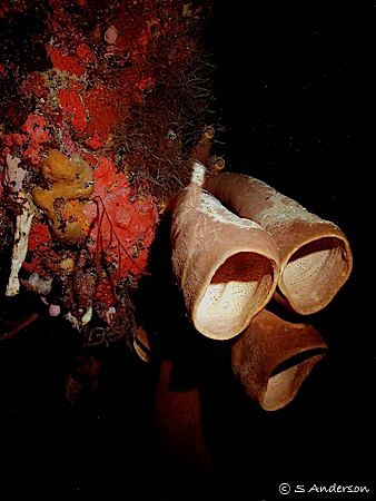 This photo was taken during a night dive in Roatan. I lov... by Steven Anderson 