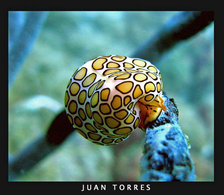 Flamingo Tongue, Culebra Island. Puerto Rico by Juan Torres 