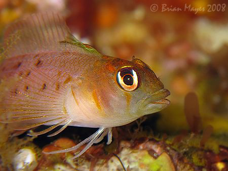 Yaldwyn's Triplefin (Notoclinops yaldwyni)<><><>Canon G9,... by Brian Mayes 