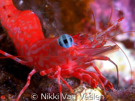 Shrimp close up taken on a night dive. by Nikki Van Veelen 