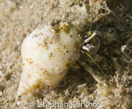 reef hermit crab in a tiny shell taken in Na'ama bay. by Stephan Kerkhofs 