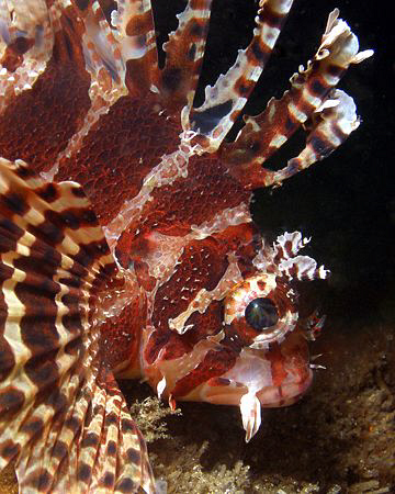 Dwarf lionfish, Kurnell by Doug Anderson 