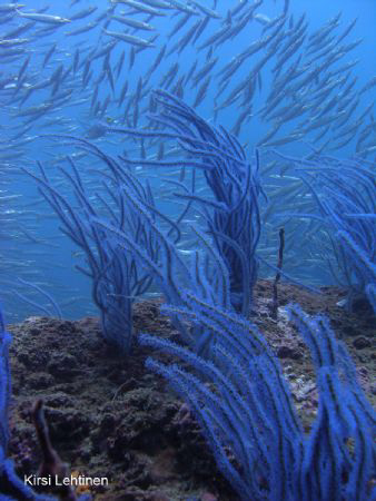Blue Moment at Koh Si Ao Nang Local Islands, Krabi, Thail... by Kirsi Lehtinen 