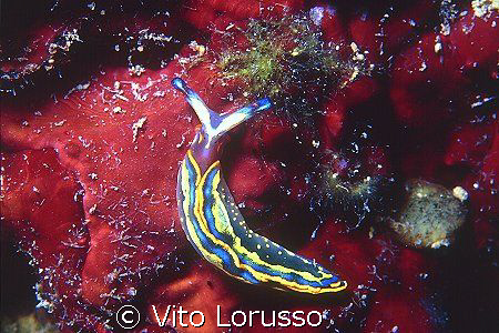 Nudibranchs - Thuridilla hopei by Vito Lorusso 
