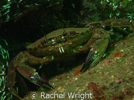 Have to use the red eye setting next time! by Rachel Wright 