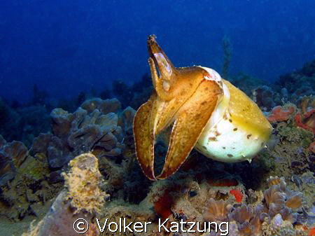 Cuttlefish by Volker Katzung 
