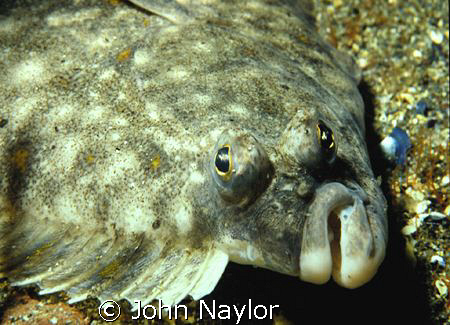 Plaice.St. Abbs.Scotland. by John Naylor 