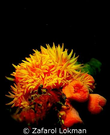 A flower for you....!!Taken with Canon S80 with Inon S200... by Zafarol Lokman 
