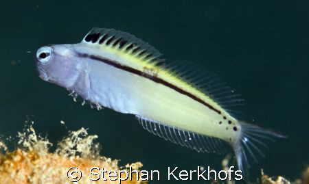 red sea mimic blenny (escenius frontalis) taken at middle... by Stephan Kerkhofs 