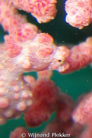 Pygmee Seahorse by Wijnand Plekker 