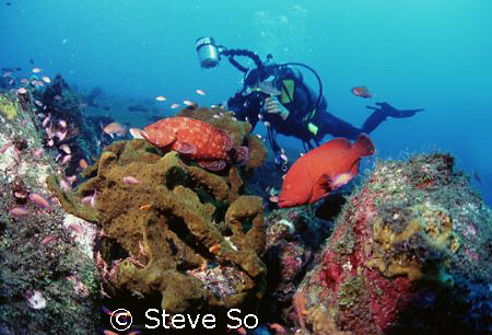 grouper & diver by Steve So 