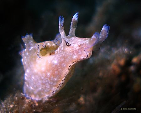 The EYE!  This guy was giving me the look while I was tak... by Larry Medenilla 