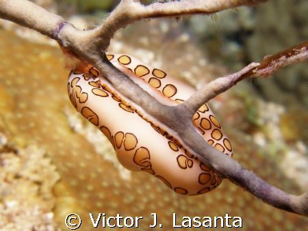 up site down lunch,,,,,,in the engine dive site at pargue... by Victor J. Lasanta 