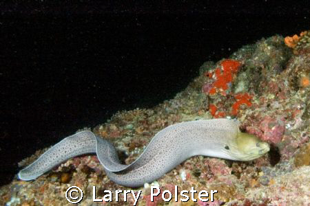 Night dive, gaint moray, Nikon D-70 14mm lens by Larry Polster 