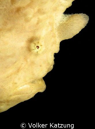 Anglerfish by Volker Katzung 