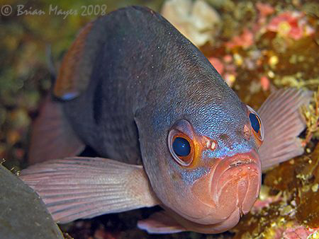 A depressed looking Butterfly Perch (Caesioperca lepidopt... by Brian Mayes 