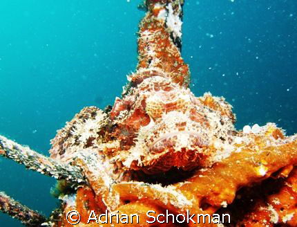 Can u Spot me.... Found this Scorpion Fish Nestled Relaxi... by Adrian Schokman 