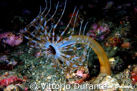 Aracnanthus by Vittorio Durante 