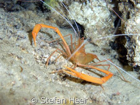 Crayfish hidden in a cave. Is showing his best pose! by Stefan Heer 