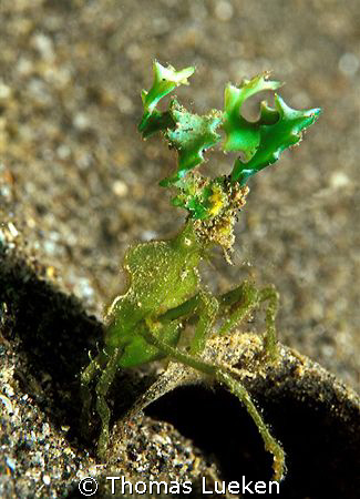 green crab in Lembe, F100 by Thomas Lueken 