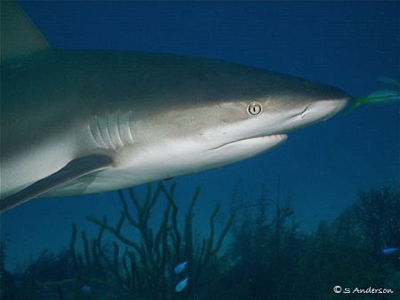This photo was taken in Nassau while diving with Stuarts ... by Steven Anderson 