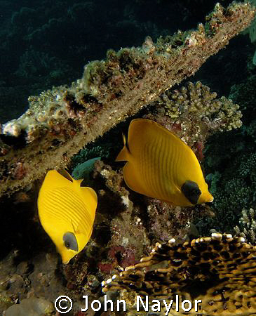 masked lemon butterfly fish. by John Naylor 