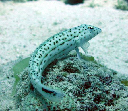 Fish perching on coral by Adrian Newell 