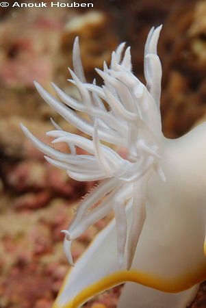 Gills of an Ardeadoris egretta. Picture taken in Moalboal... by Anouk Houben 