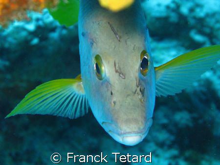 Taken in Cozumel, Mexico. by Franck Tetard 