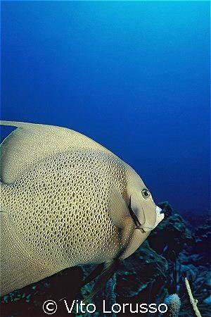 Angel Fish by Vito Lorusso 