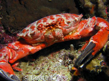 What a Crab ! Taken at  Bituon/Bohol with my Canon S70  by Beate Krebs 