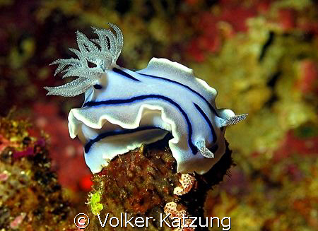 nudibranch by Volker Katzung 