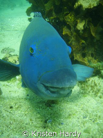 SMILE! an eastern blue groper. Manly, Sydney. Taken with ... by Kristen Hardy 