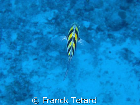Taken in Cozumel, Mexico by Franck Tetard 