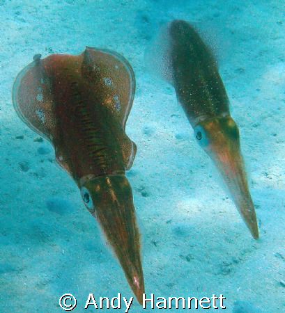 Pair of squid followed me. Sony DSC W90, MPK WB housing. by Andy Hamnett 