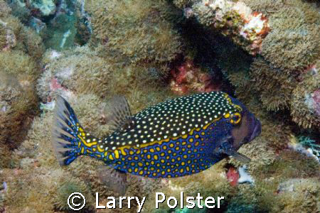 Colorfull box fish, Nikon D-70 by Larry Polster 