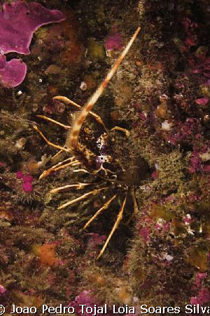 Lobster (Palinurus elephas) shot in Sesimbra using a Cano... by Joao Pedro Tojal Loia Soares Silva 