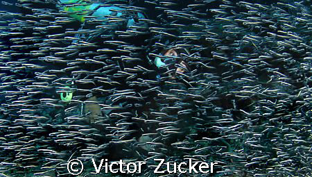 looking through you by Victor Zucker 
