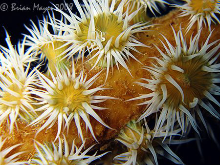 Common Anemone (Actinothoe albocincta)<><><><>Canon G9, "... by Brian Mayes 