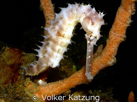 seahorse by Volker Katzung 
