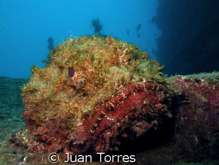Scorpion Fish at the Sugar Pier in Aguadilla, PR. by Juan Torres 