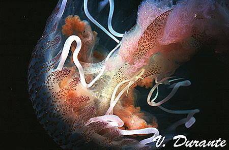 Pelagia Noctiluca by Vittorio Durante 