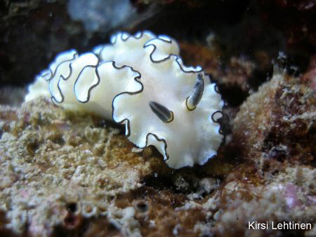 Koh Talu, Ao Nang Local Island, the most common nudibranc... by Kirsi Lehtinen 