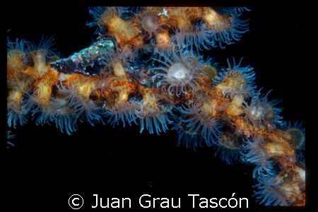 For the pleasure and not for the contest!!!!!!!!!!!!!!!!!... by Juan Grau Tascón 