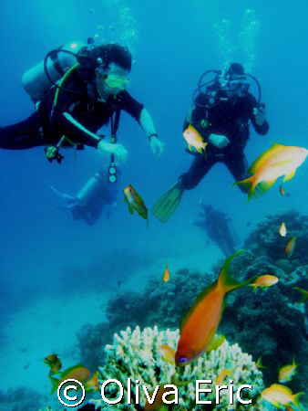 Divers and fishs by Oliva Eric 