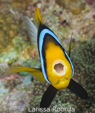 "Inside and Out" of a Clownfish by Larissa Roorda 