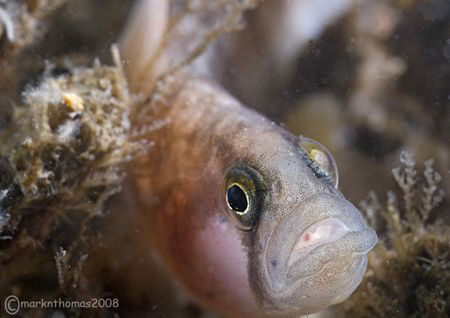 Butterfish.
Menai Straits, N. Wales. Feb 08.
60mm. by Mark Thomas 