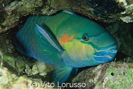 Fishs - Scarus ferrugineus by Vito Lorusso 