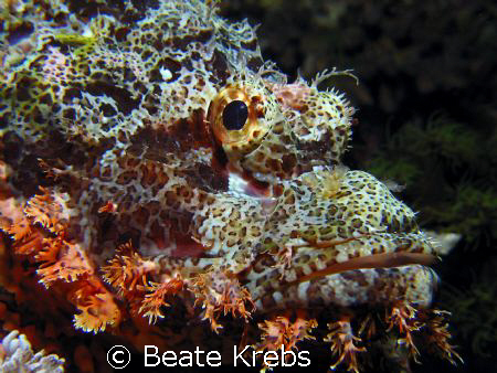 Here's looking at you, kid > scorpionfish during a nightd... by Beate Krebs 