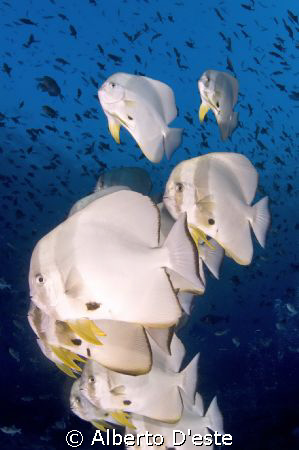 Platax in Maldivian see. by Alberto D'este 
